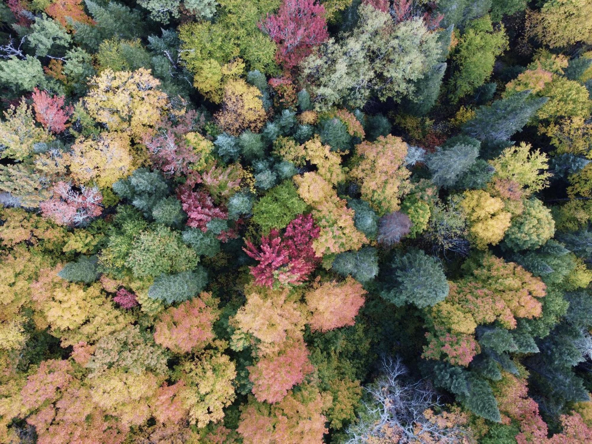 Domaine Le Bostonnais - Le Village En Bois Rond La Tuque Exteriér fotografie