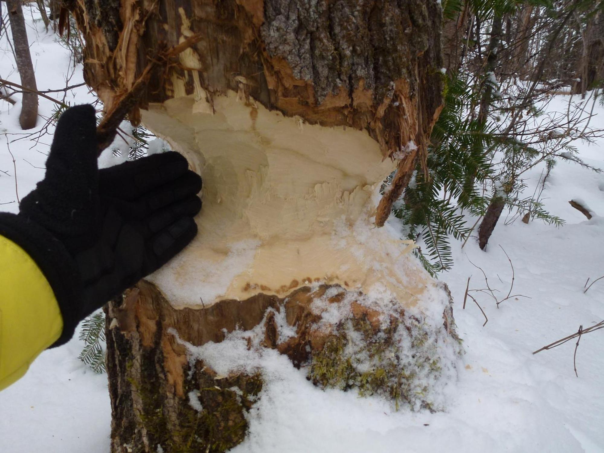 Domaine Le Bostonnais - Le Village En Bois Rond La Tuque Exteriér fotografie